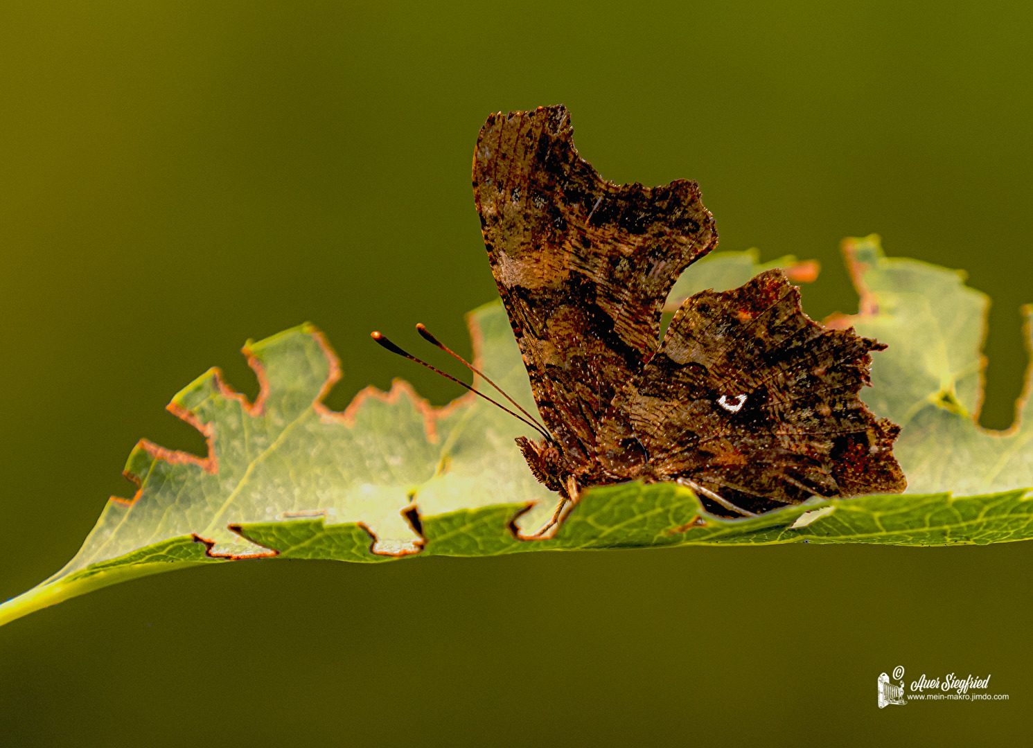 C-Falter (Polygonia c-album)