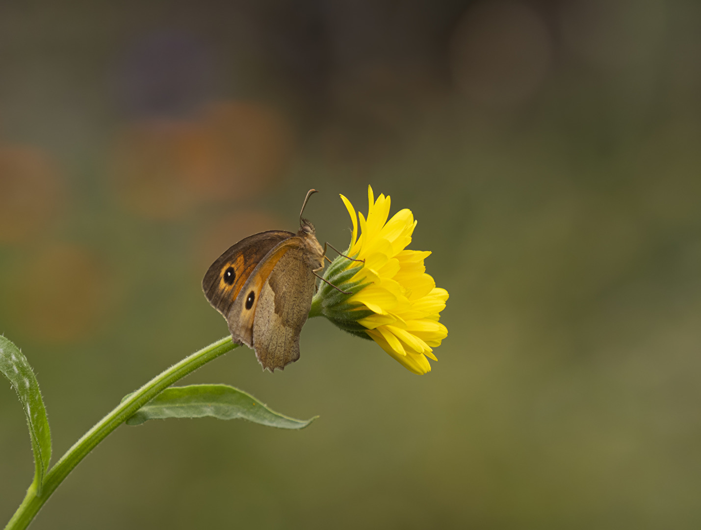 Großes Ochsenauge auf Ringelblume