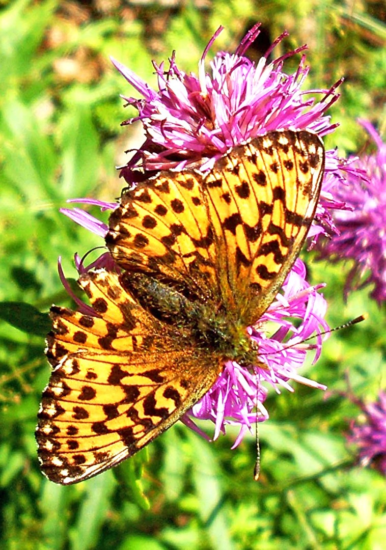 Großer Perlmuttfalter