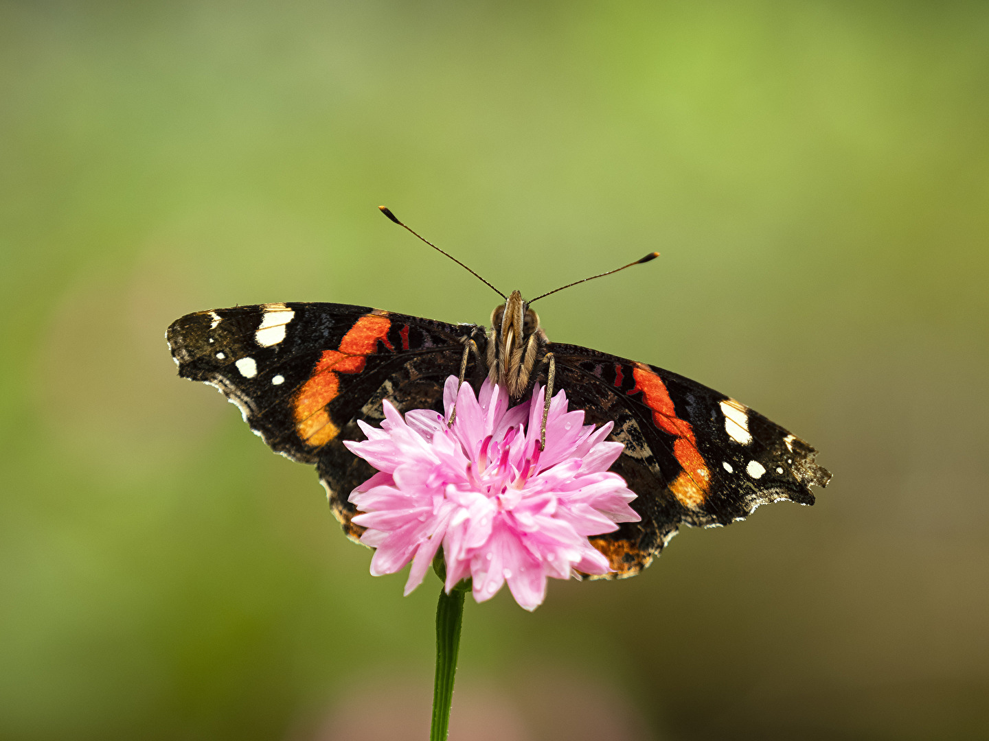 Admiral (Vanessa atalanta)