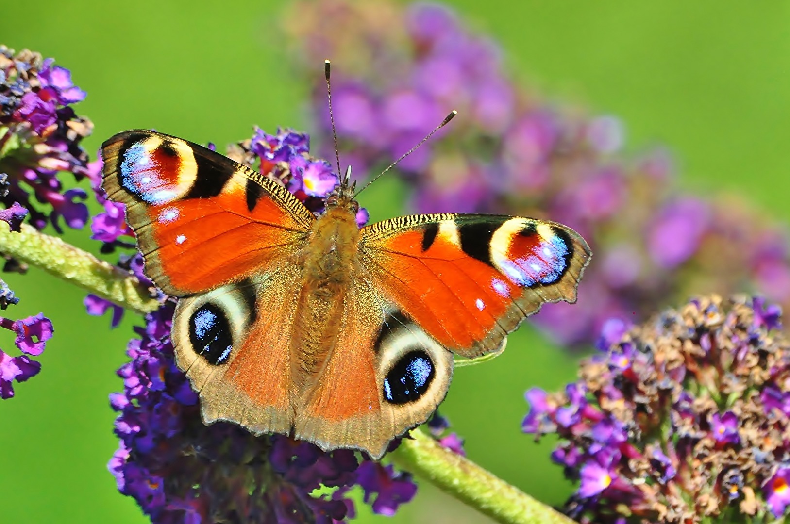 " Immer wieder schön "