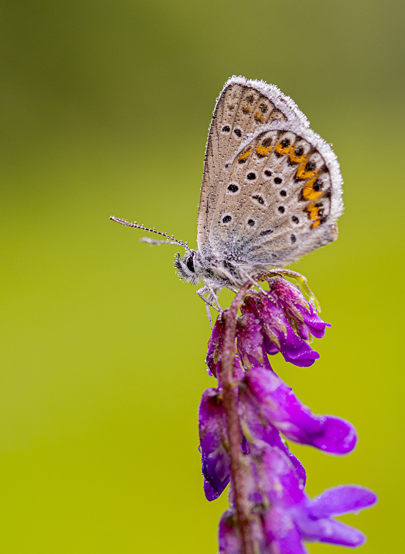 Hauhechel-Bläuling (Polyommatus icarus)