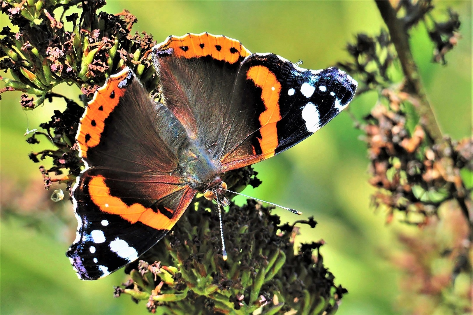 " Der nächste Sommer kommt bestimmt ! "