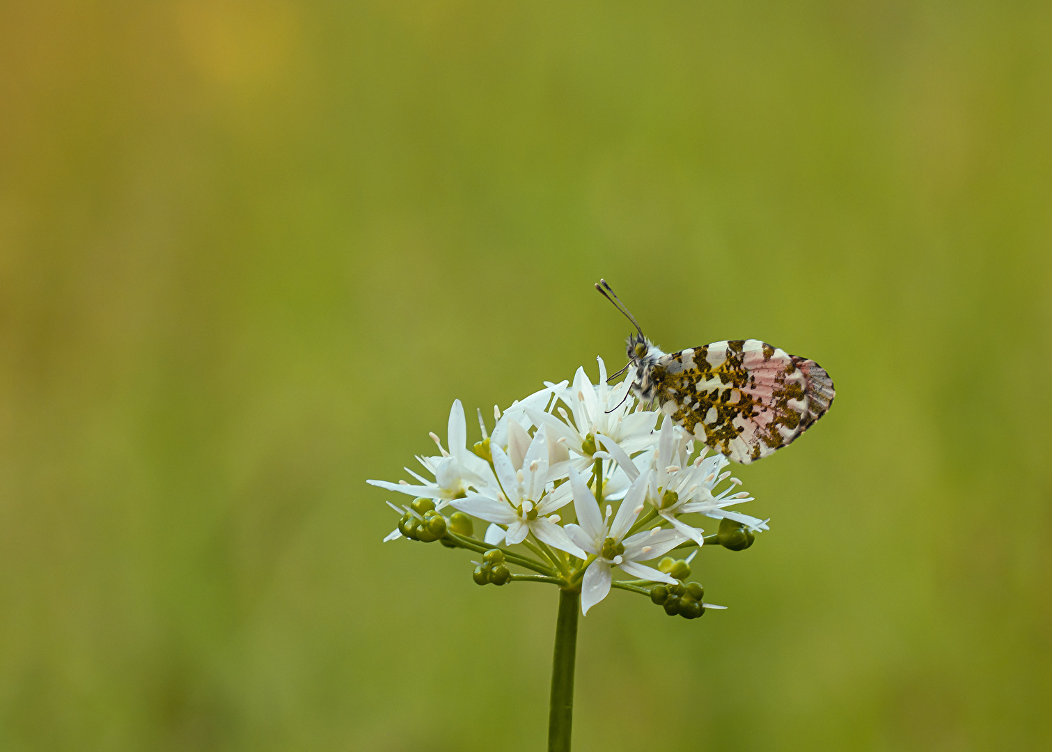 Aurorafalter (Anthocharis cardamines)