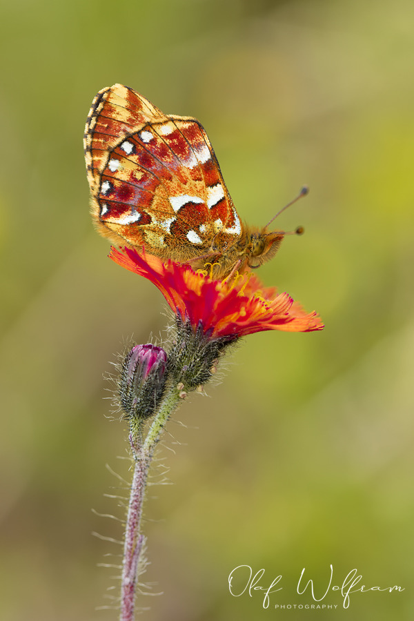 Hochmoor-Perlmutterfalter (Boloria aquilonaris)