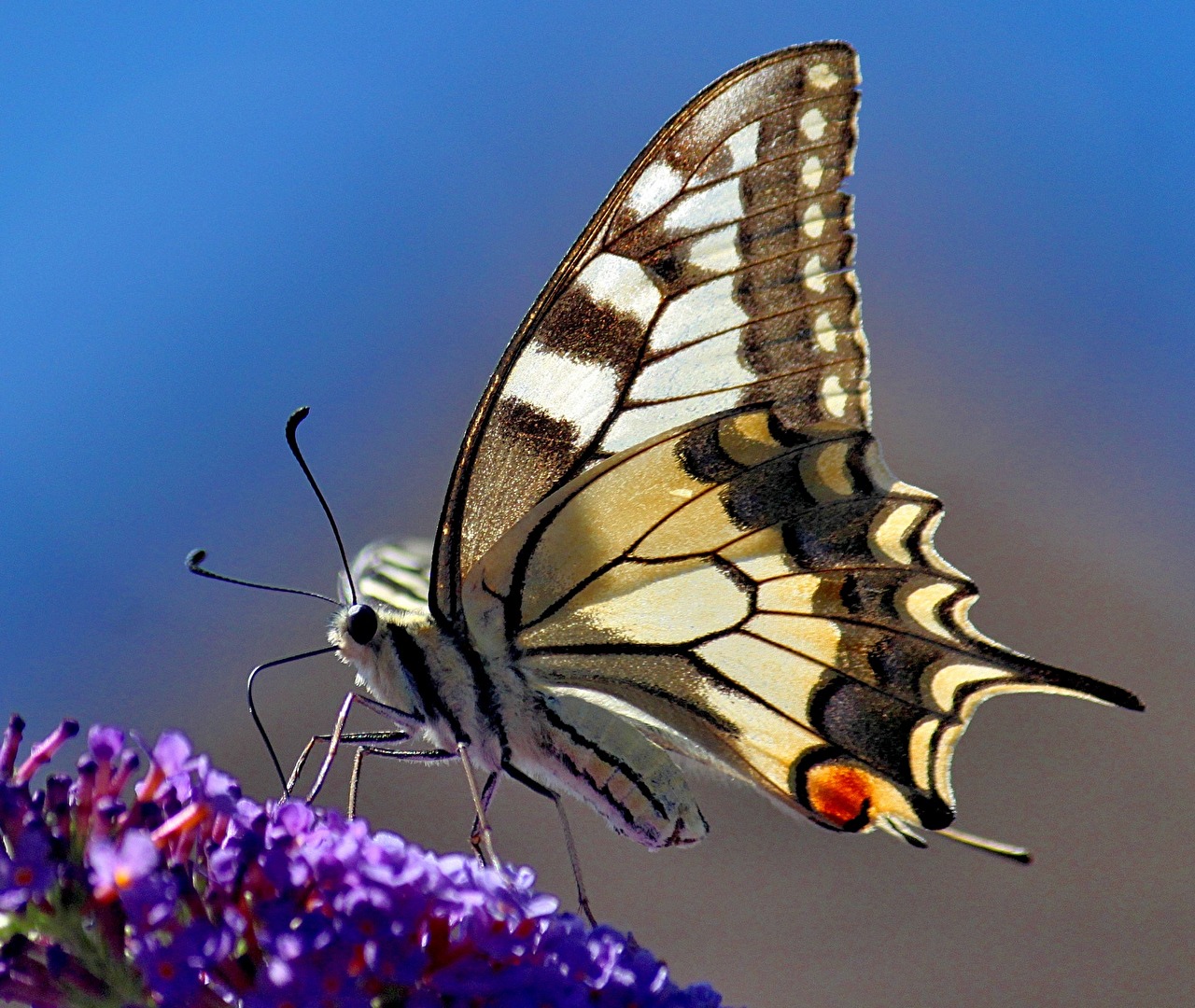 Schmetterlinge, Falter