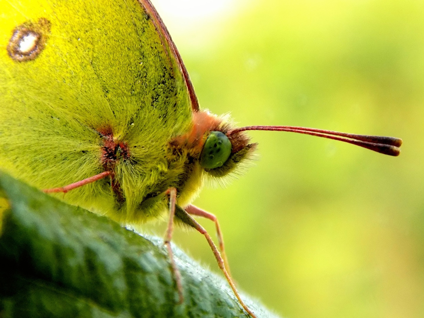 Hufeisenklee-Gelbling