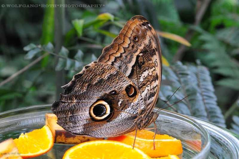 Schmetterlinge, Falter