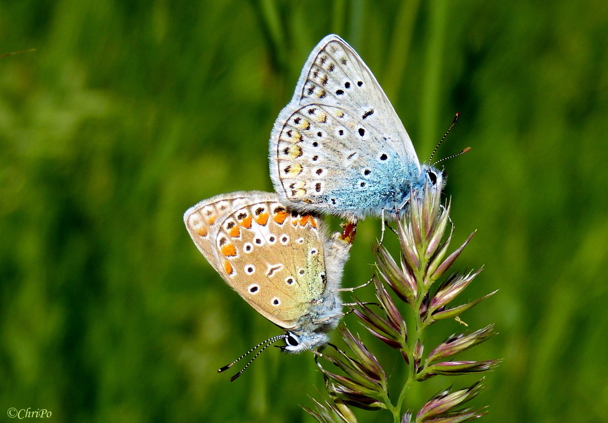 Hauhechel-Bläuling Paarung