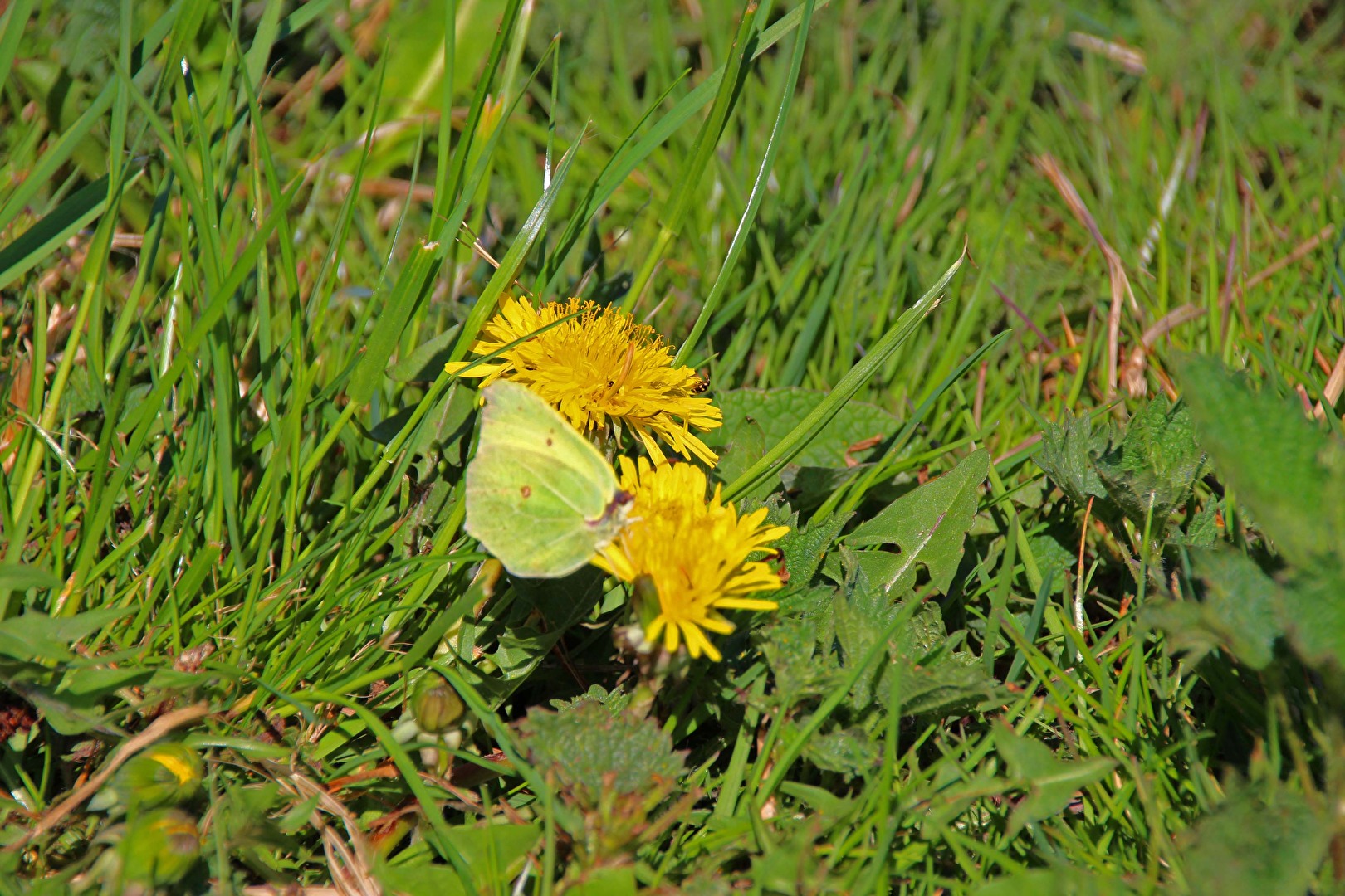 Schmetterlinge, Falter