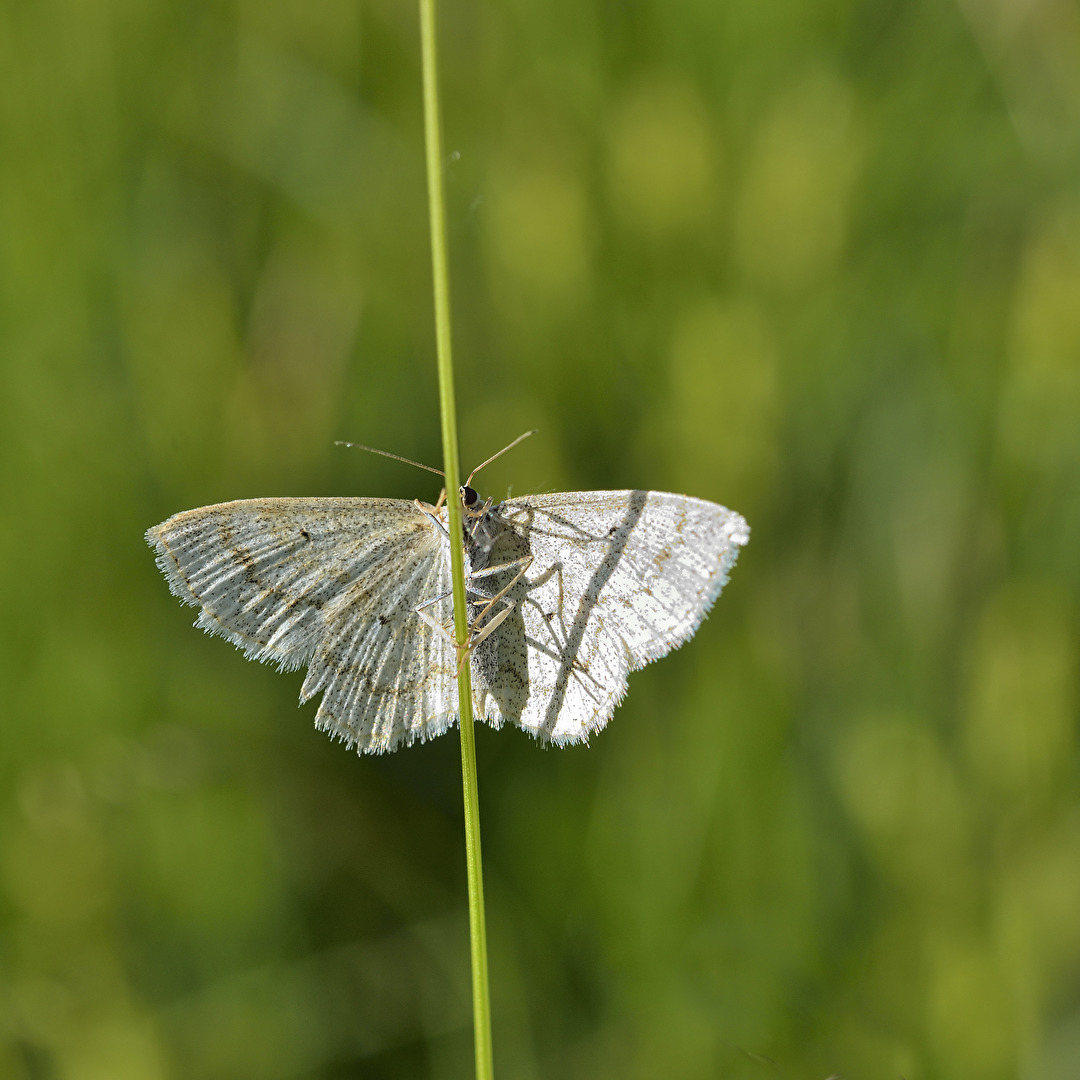 Weissstirn-Weissspanner