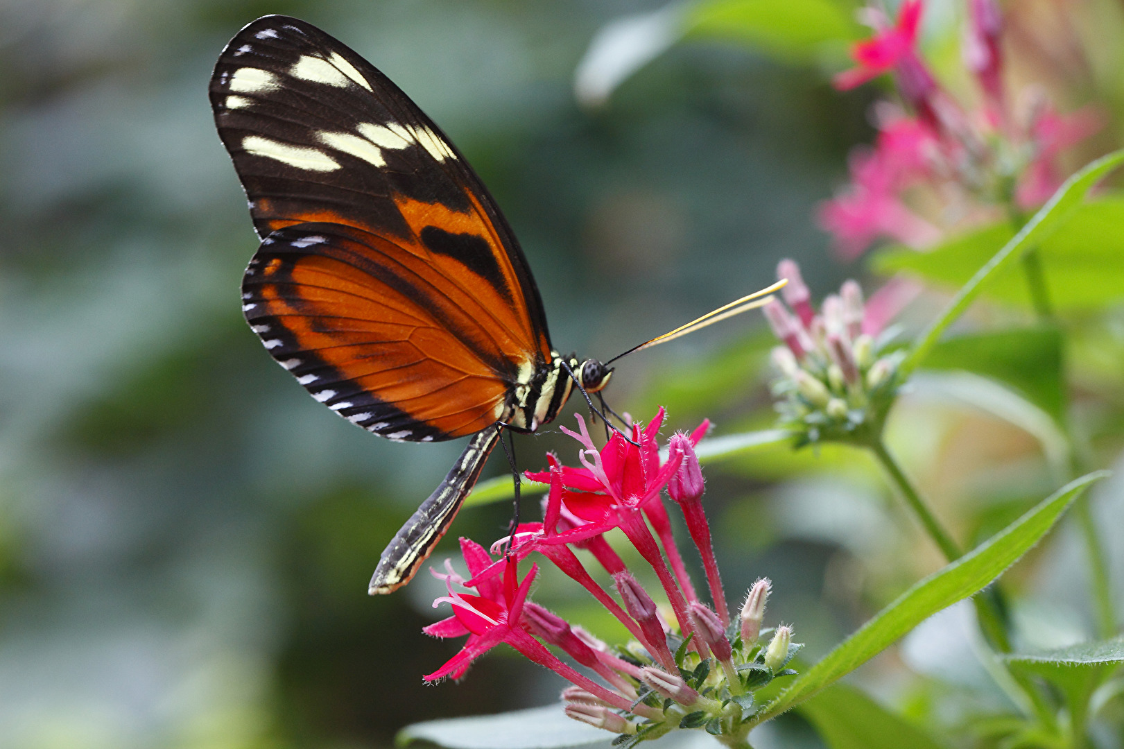 Tiger Passionsblumenfalter