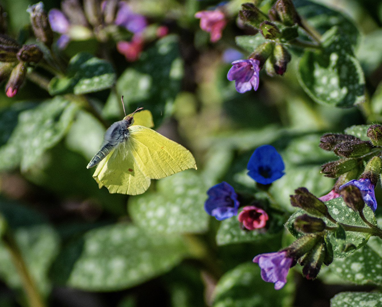 Zitronenfalter im Flug