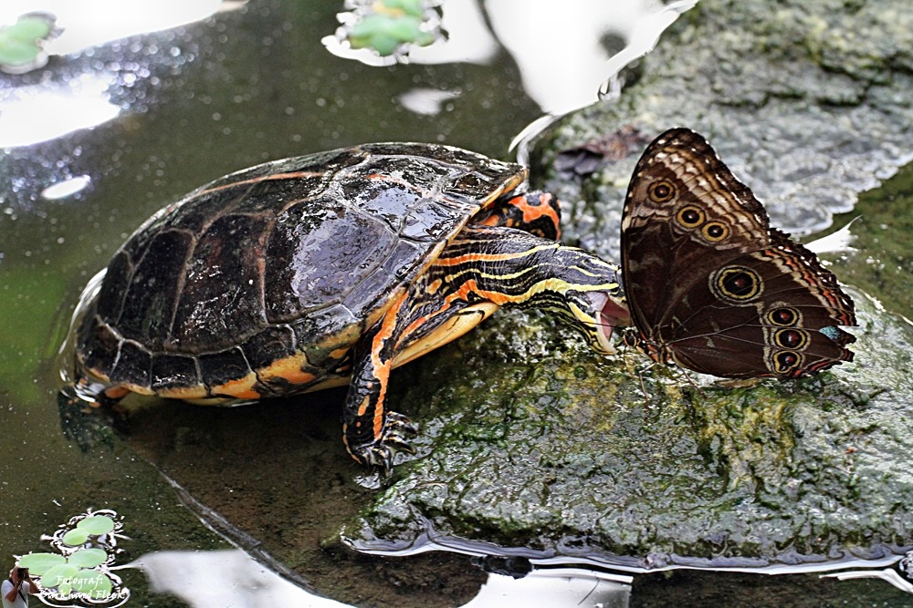 Der Tod eines Himmelsfalters.