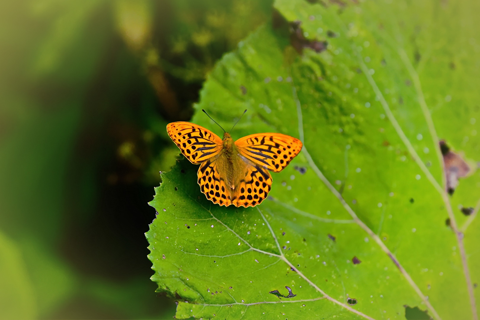 Der Große Perlmutterfalter, Argynnis aglaja