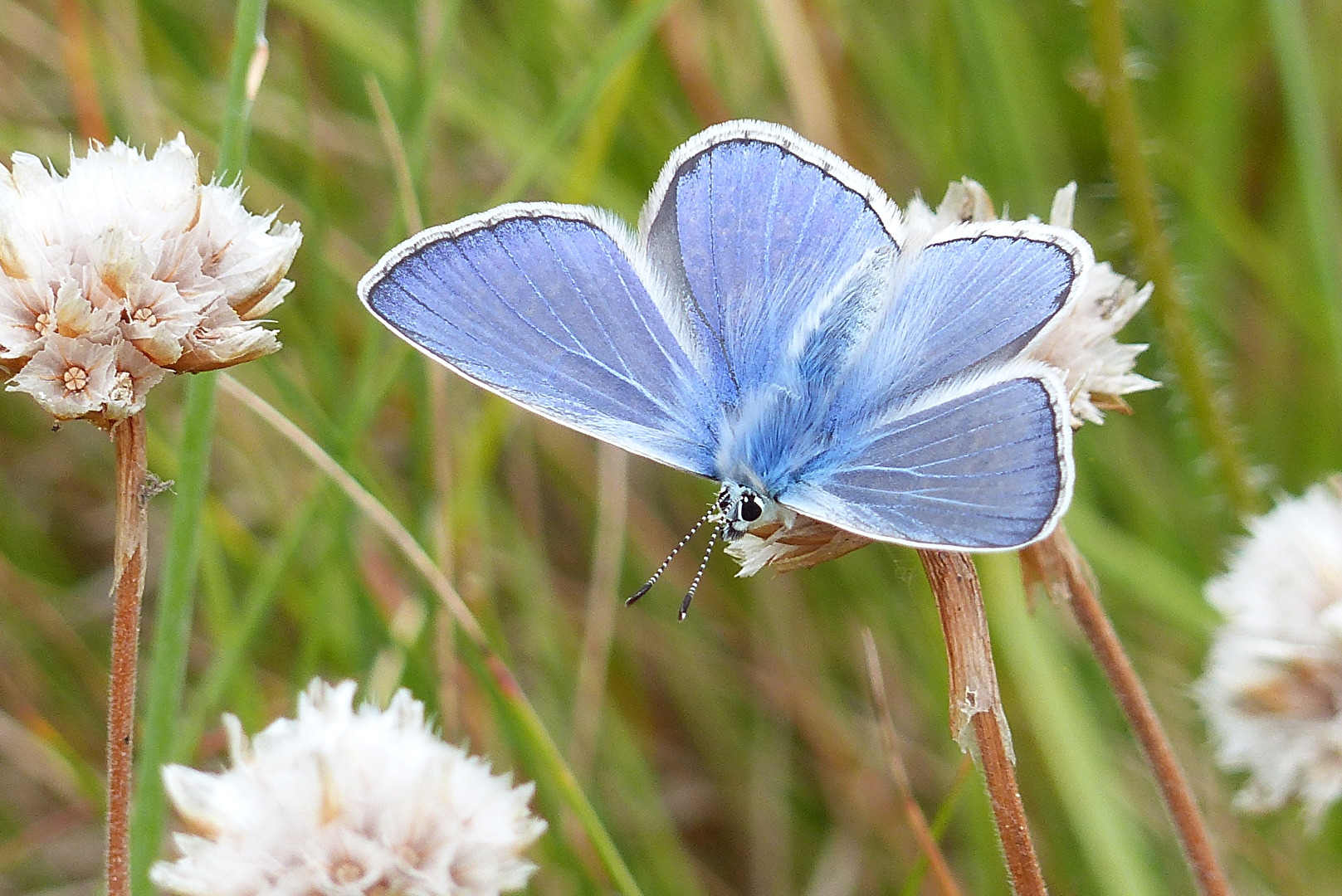 Himmelblauer Bläuling