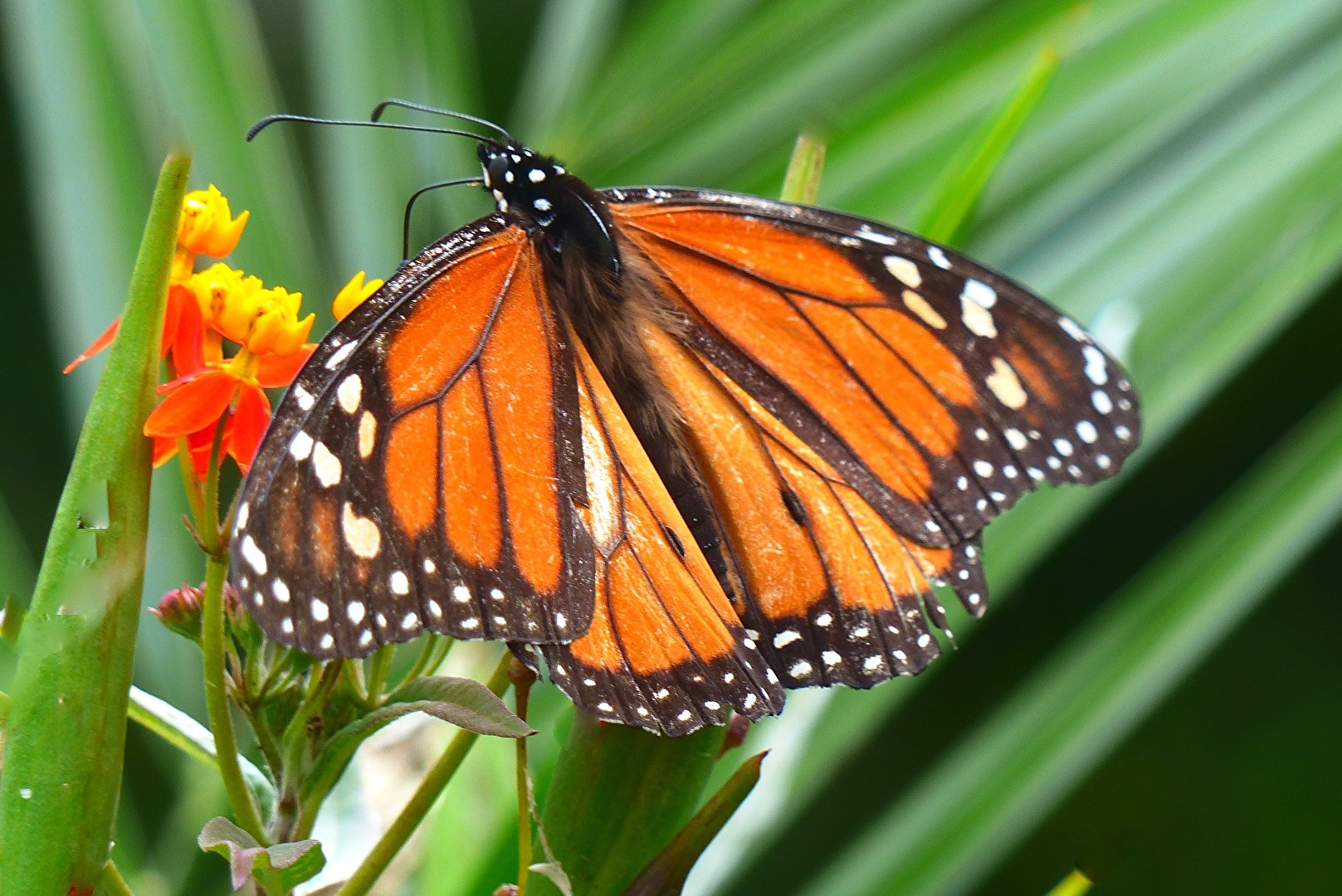 Monarch-Schmetterling