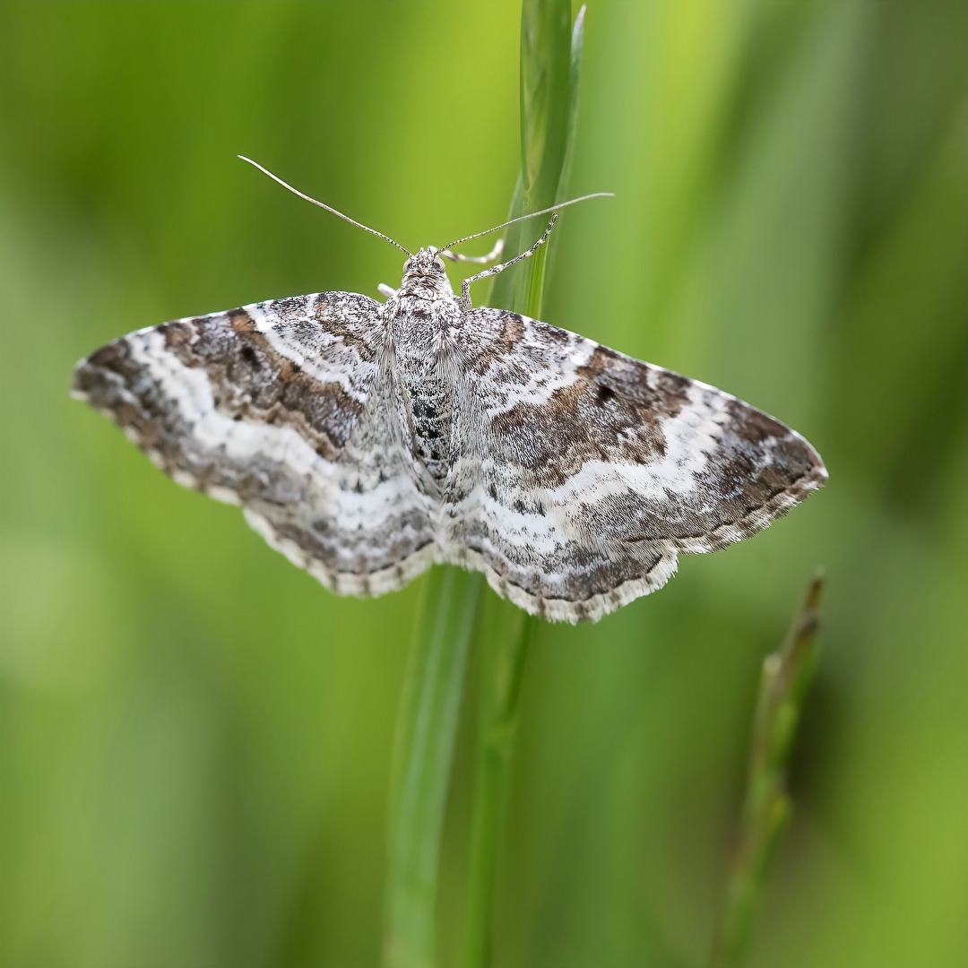 Graubinden-Labkrautspanner