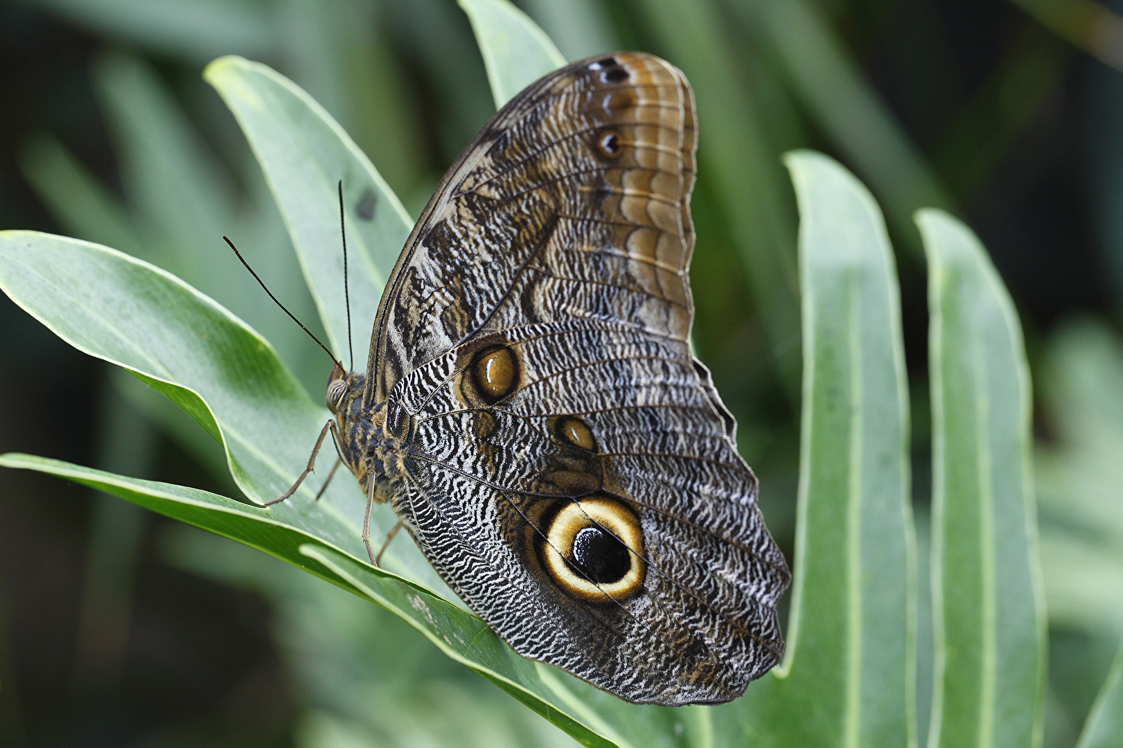 Schmetterlinge, Falter