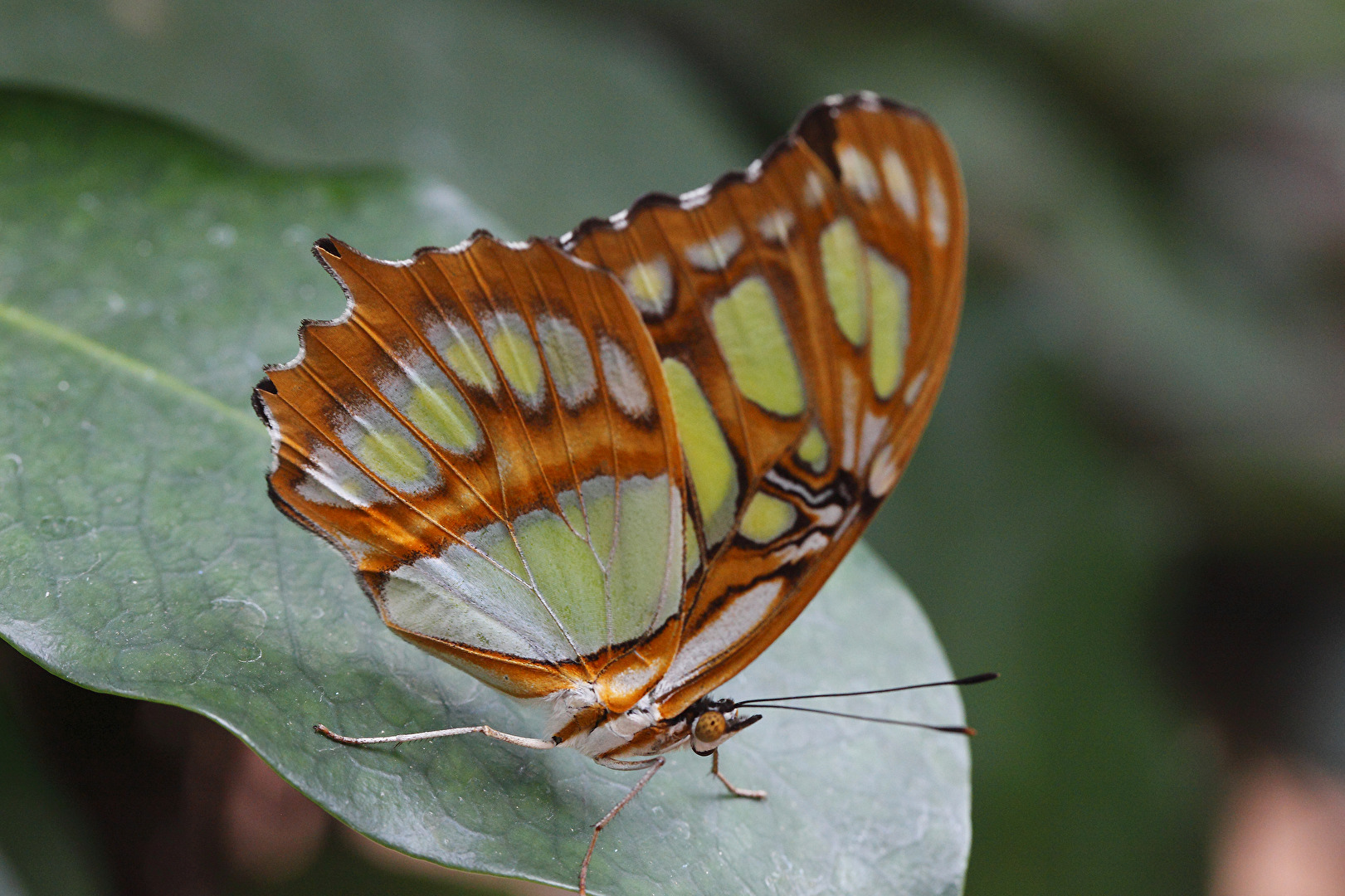 Schmetterlinge, Falter