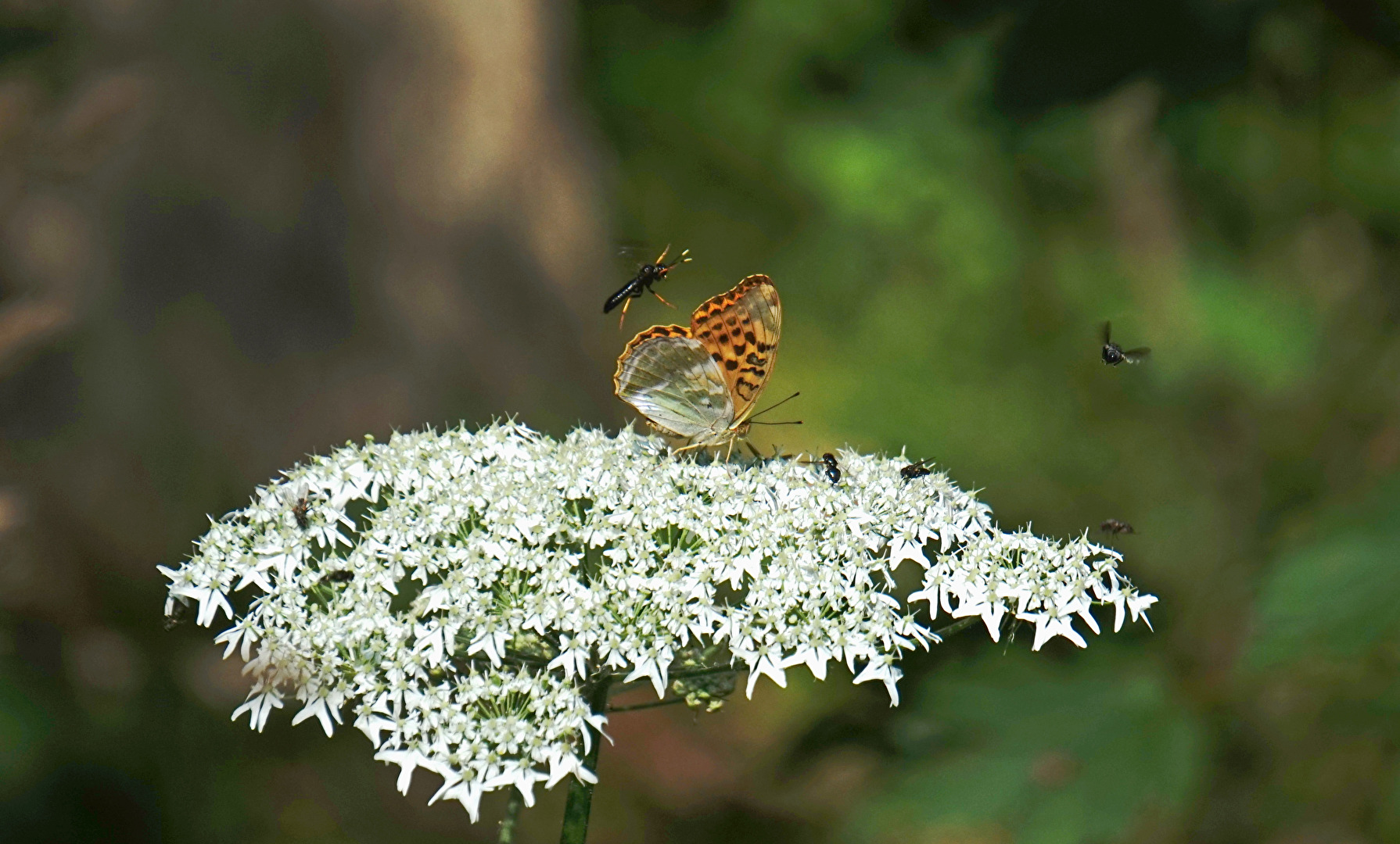 Ups - die Landebahn ist voll - Anflugkontrolle wo sind die Fluglotsen ?!?
