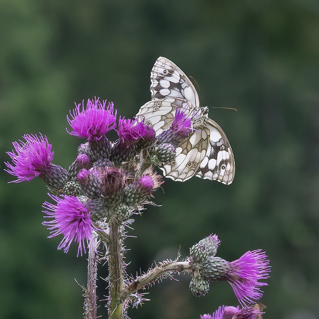 Schachbrettfalter