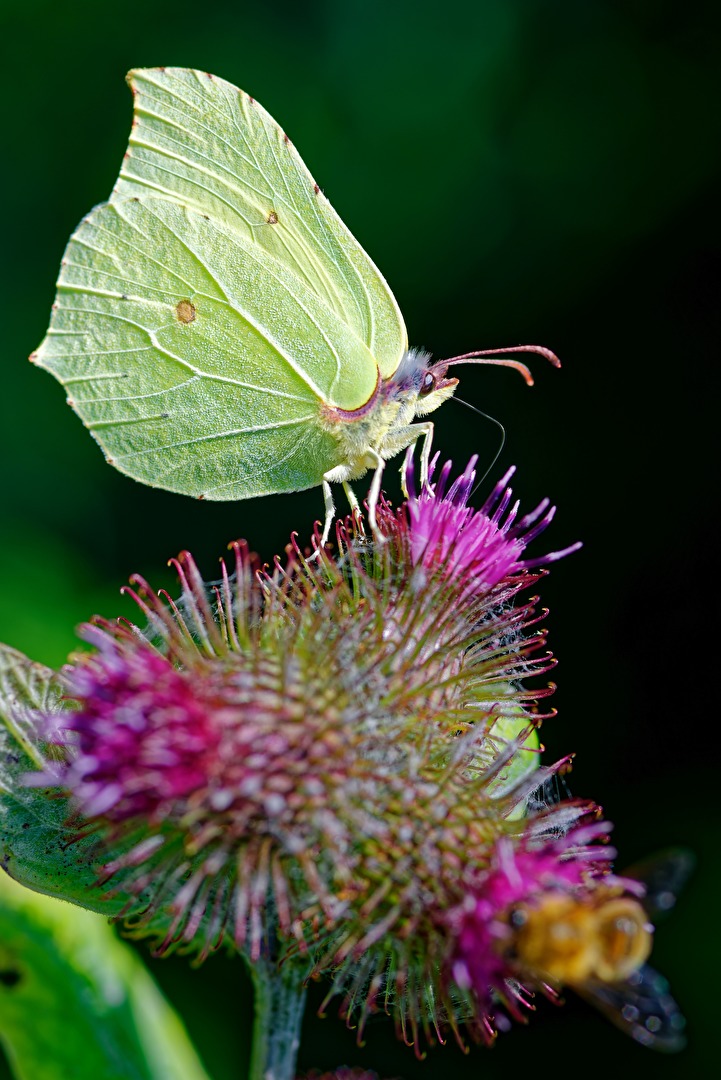 Zitronenfalter auf der Blüte einer Klette