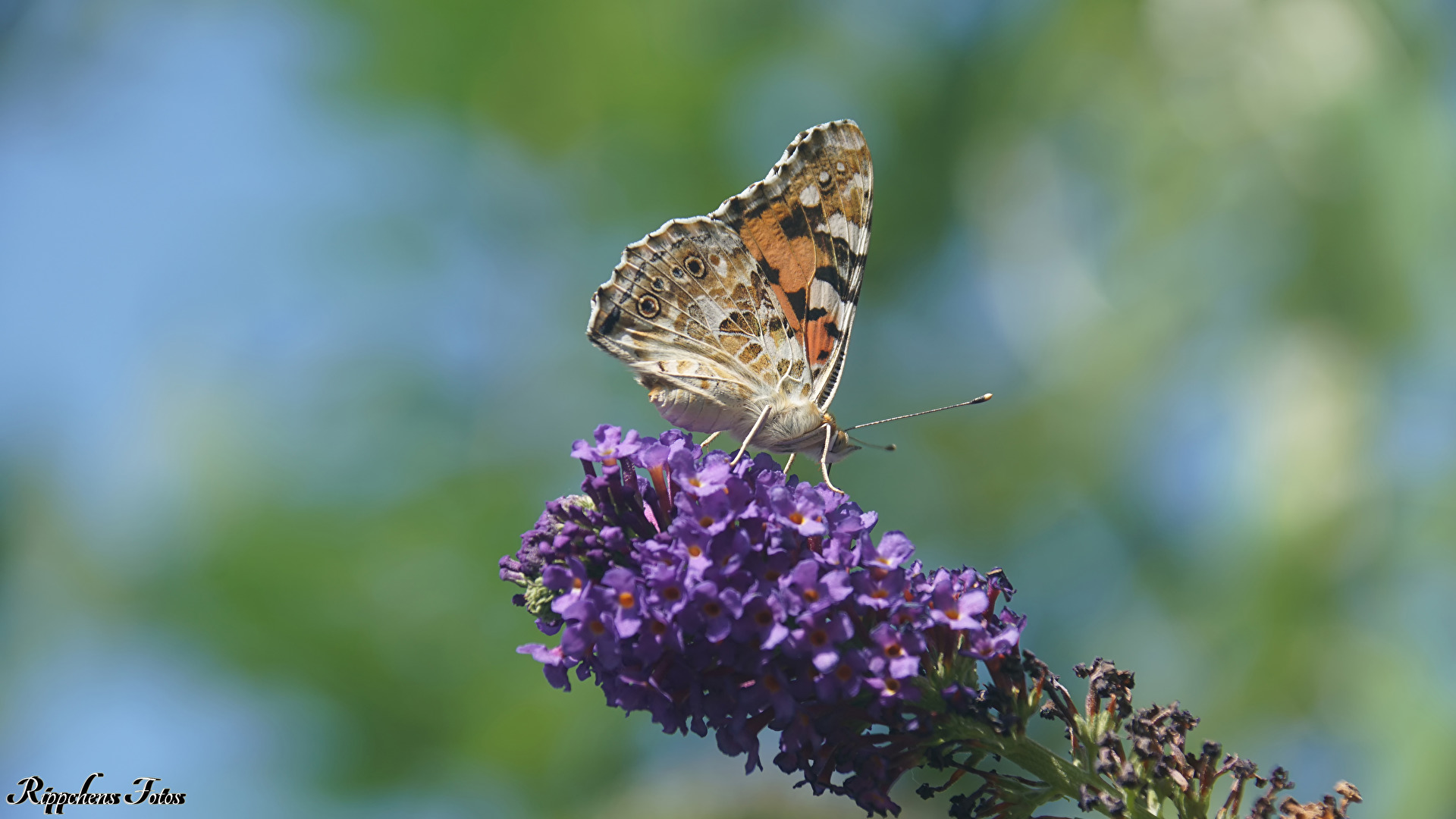 Schmetterlinge, Falter