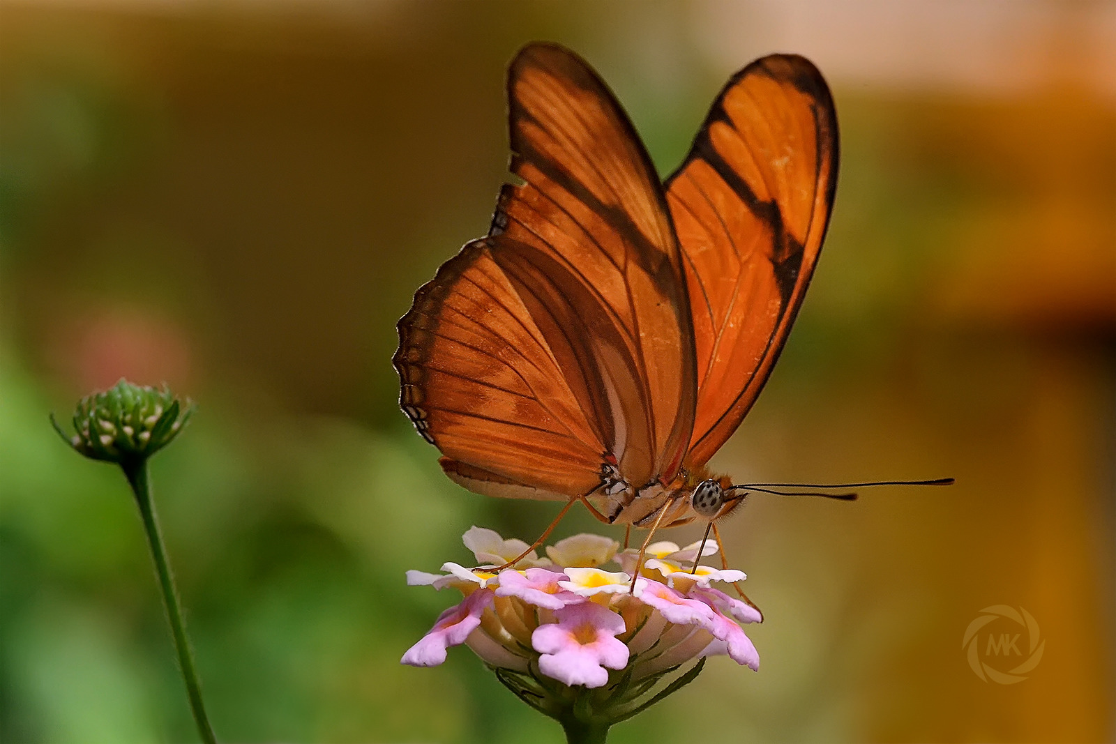 Dryas iulia