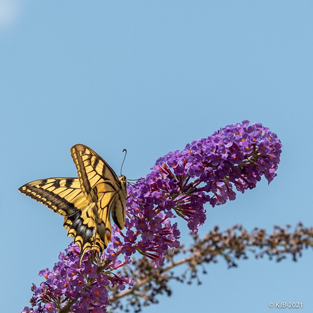 Schmetterlinge, Falter
