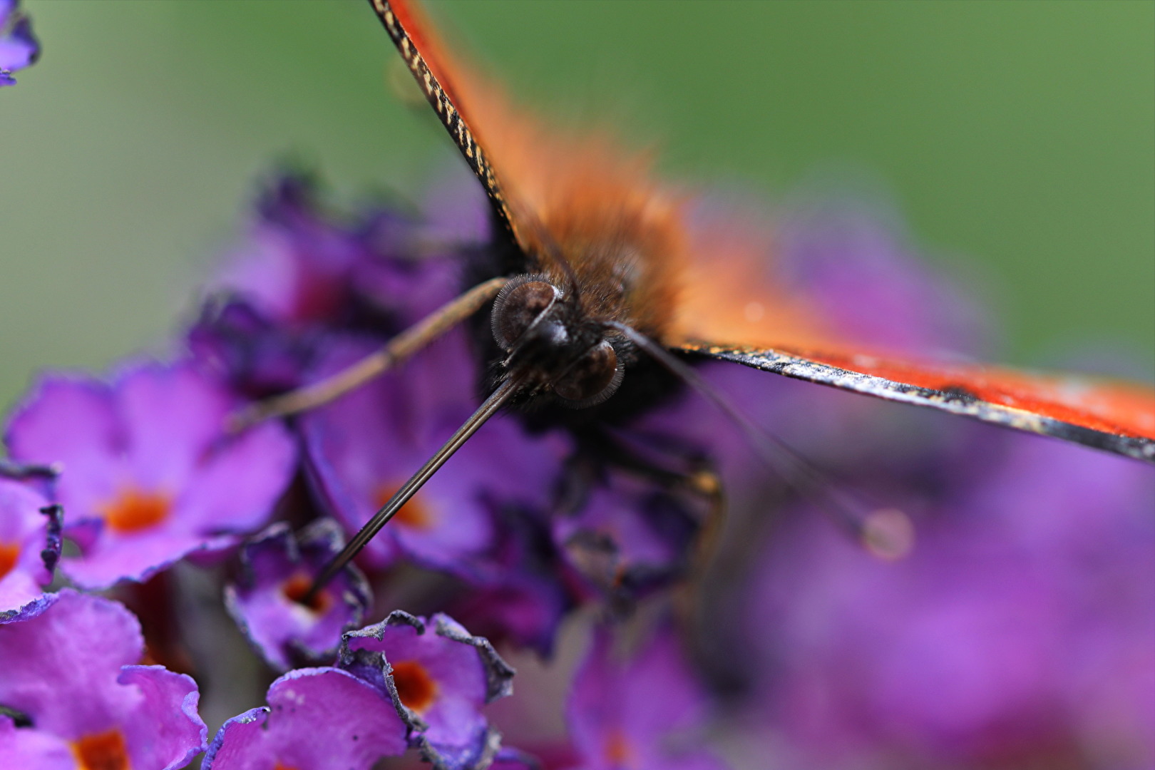 Schmetterlinge, Falter