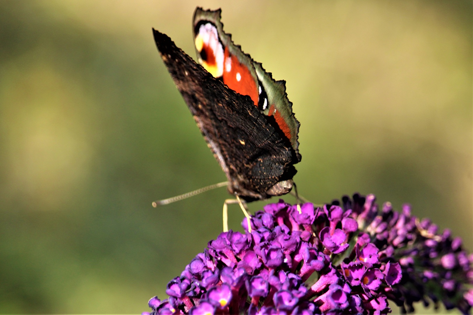 Schmetterlinge, Falter