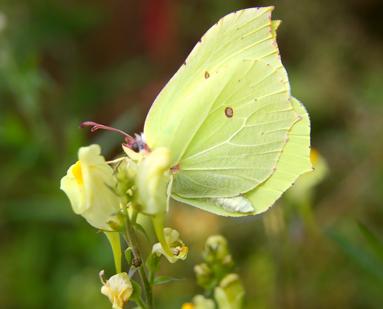 Zitronenfalter Schmetterling