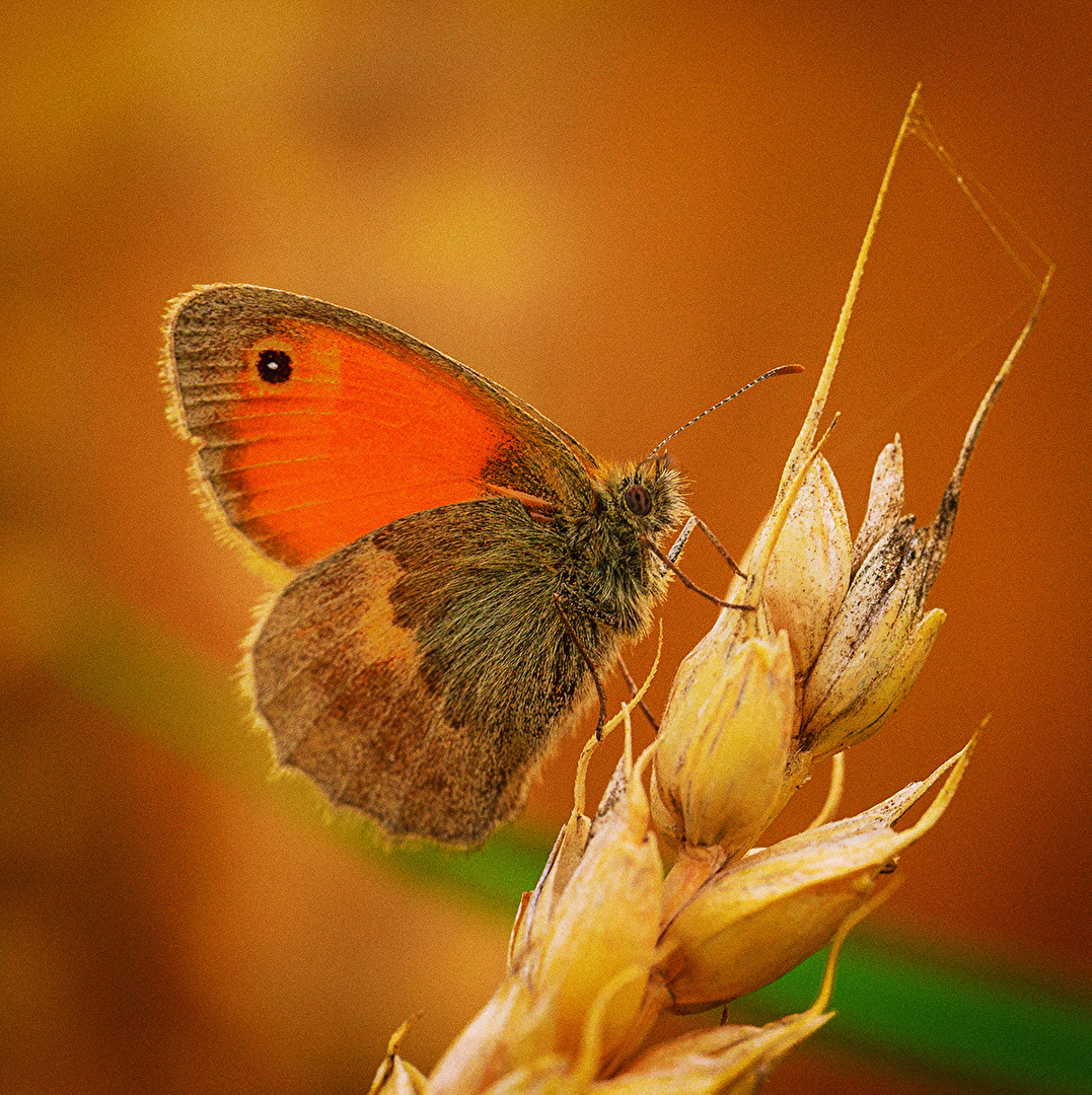 Schmetterlinge, Falter