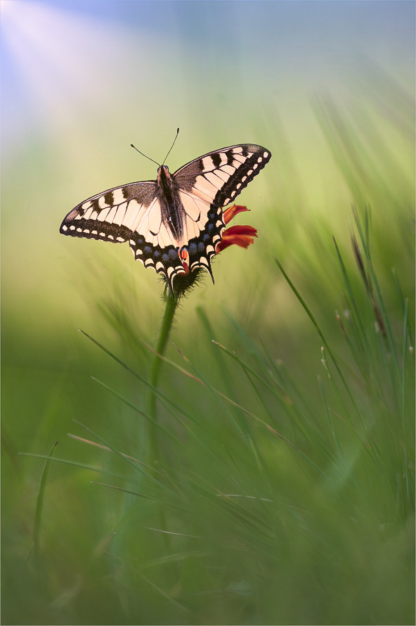 Schmetterlinge, Falter