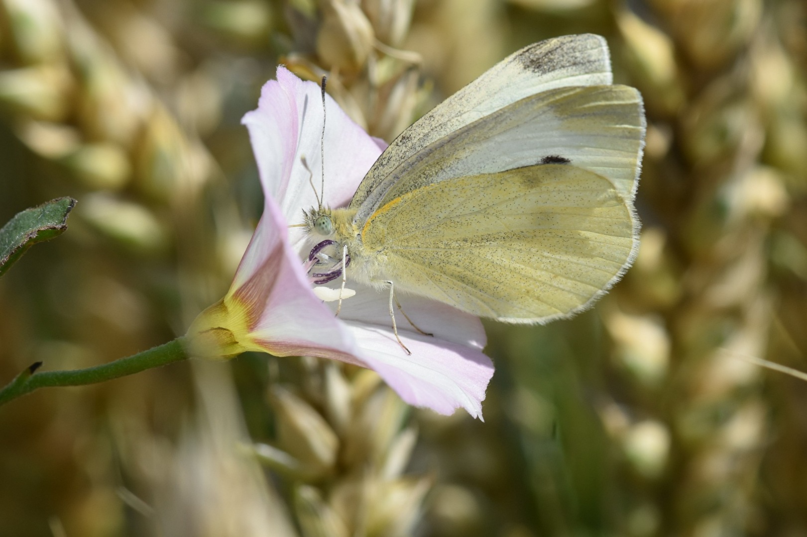 Schmetterlinge, Falter