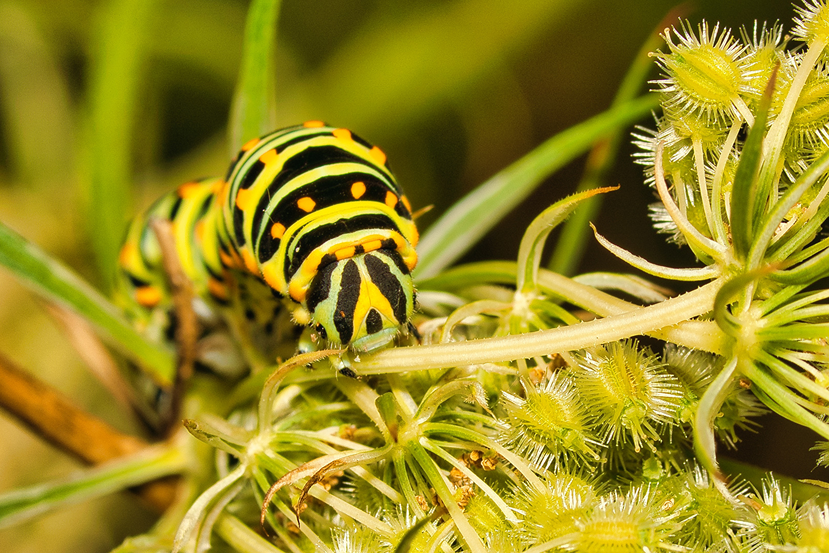 Raupe eines Schwalbenschwanzes