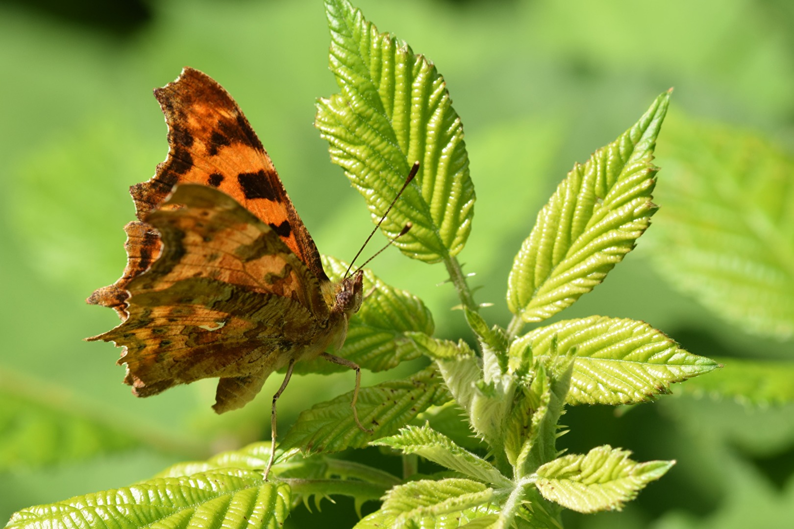Schmetterlinge, Falter