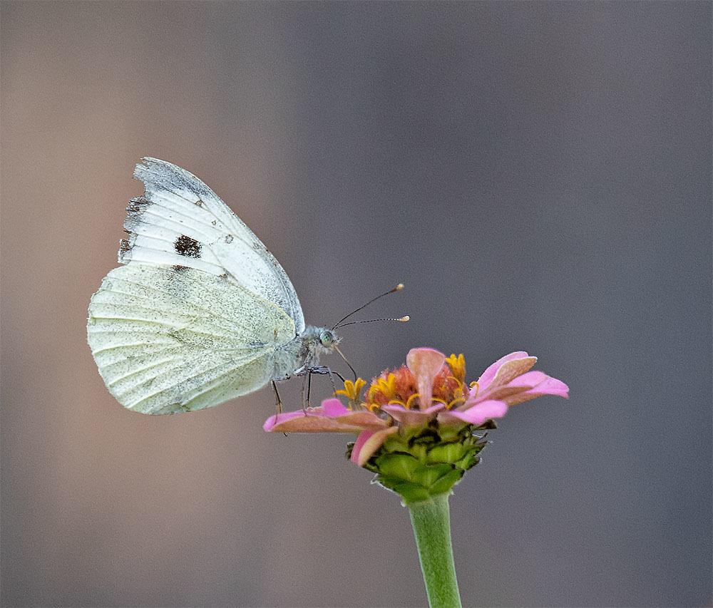 Schmetterlinge, Falter