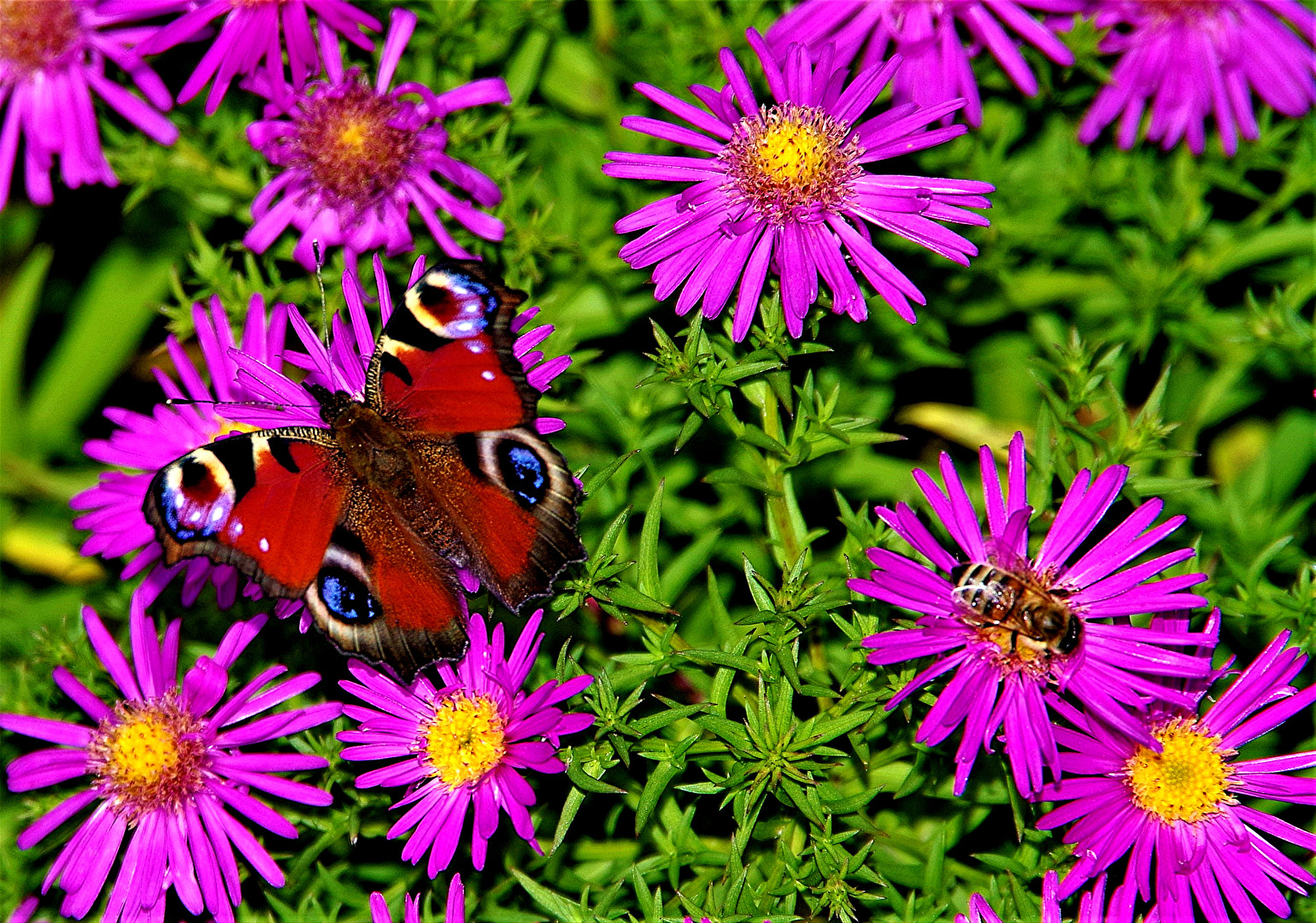Schmetterlinge, Falter