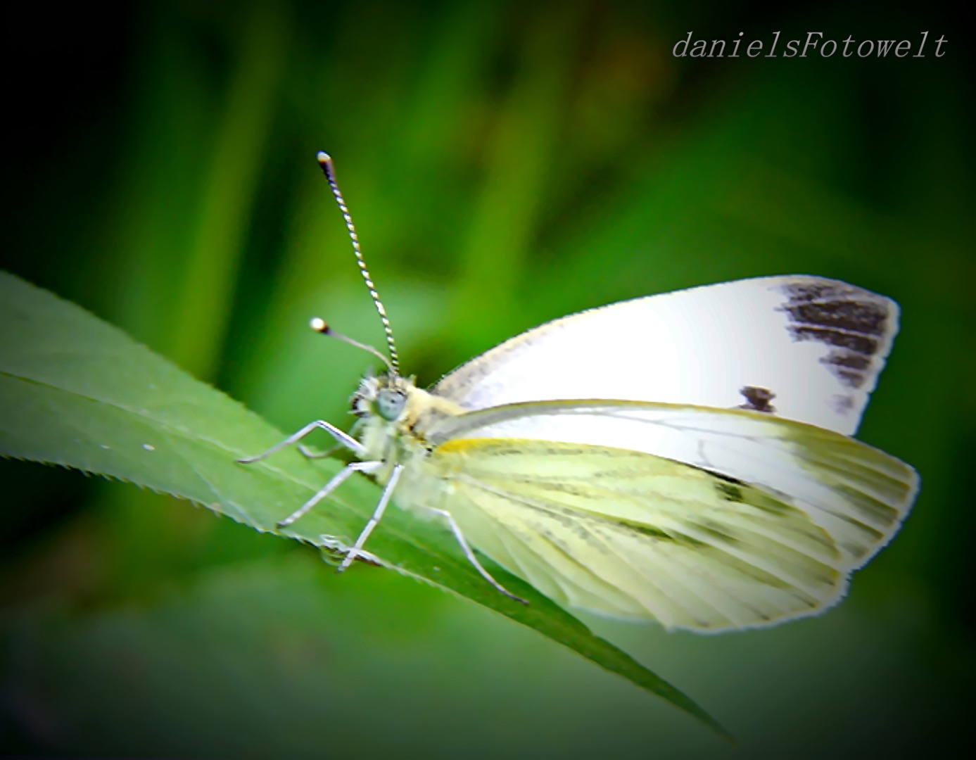 Schmetterling am Grashalm