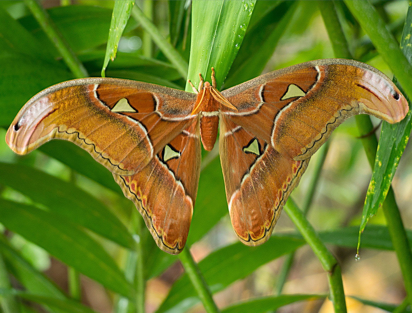 Schmetterlinge, Falter