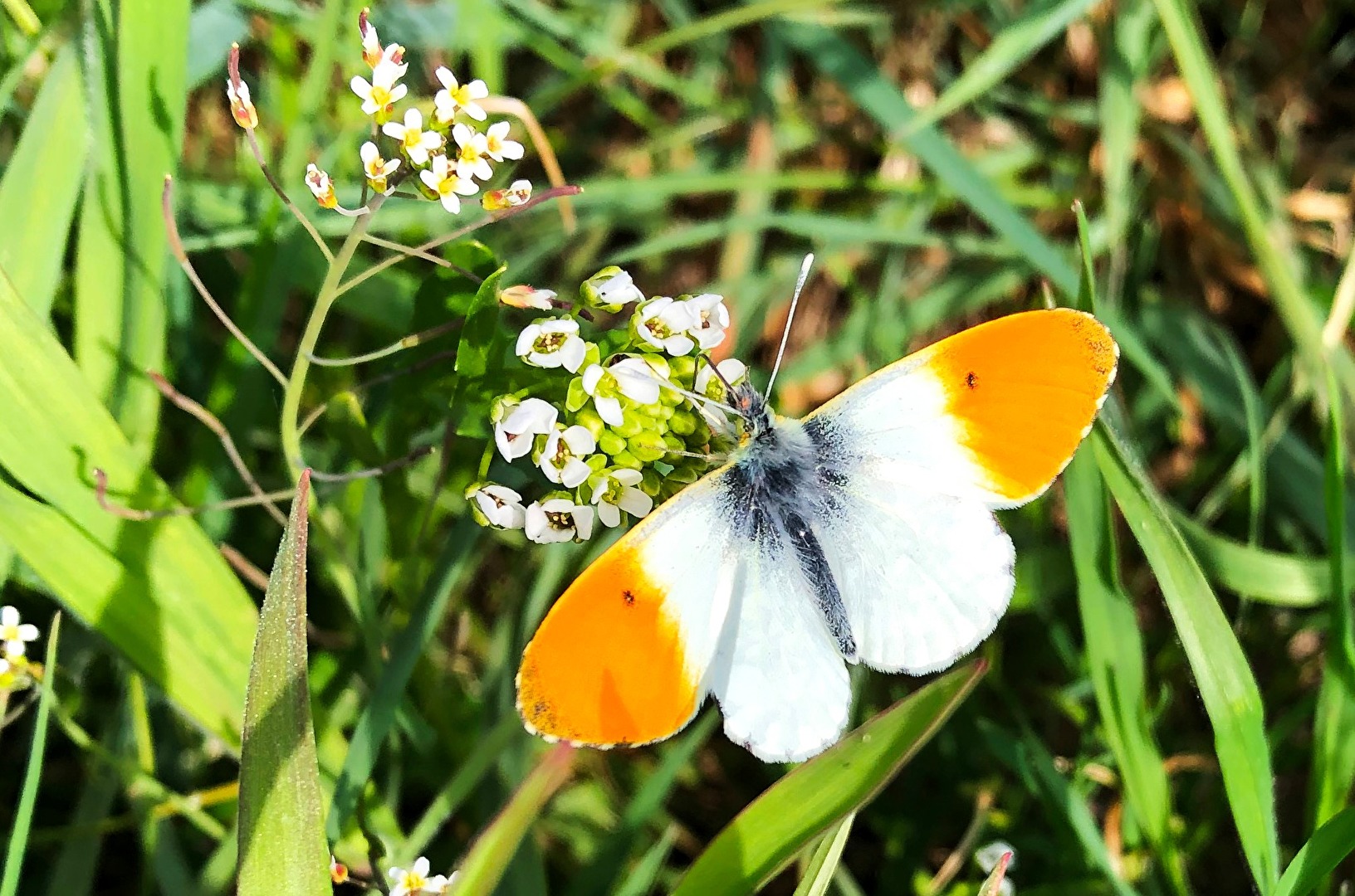 Orange Tip Butterfly