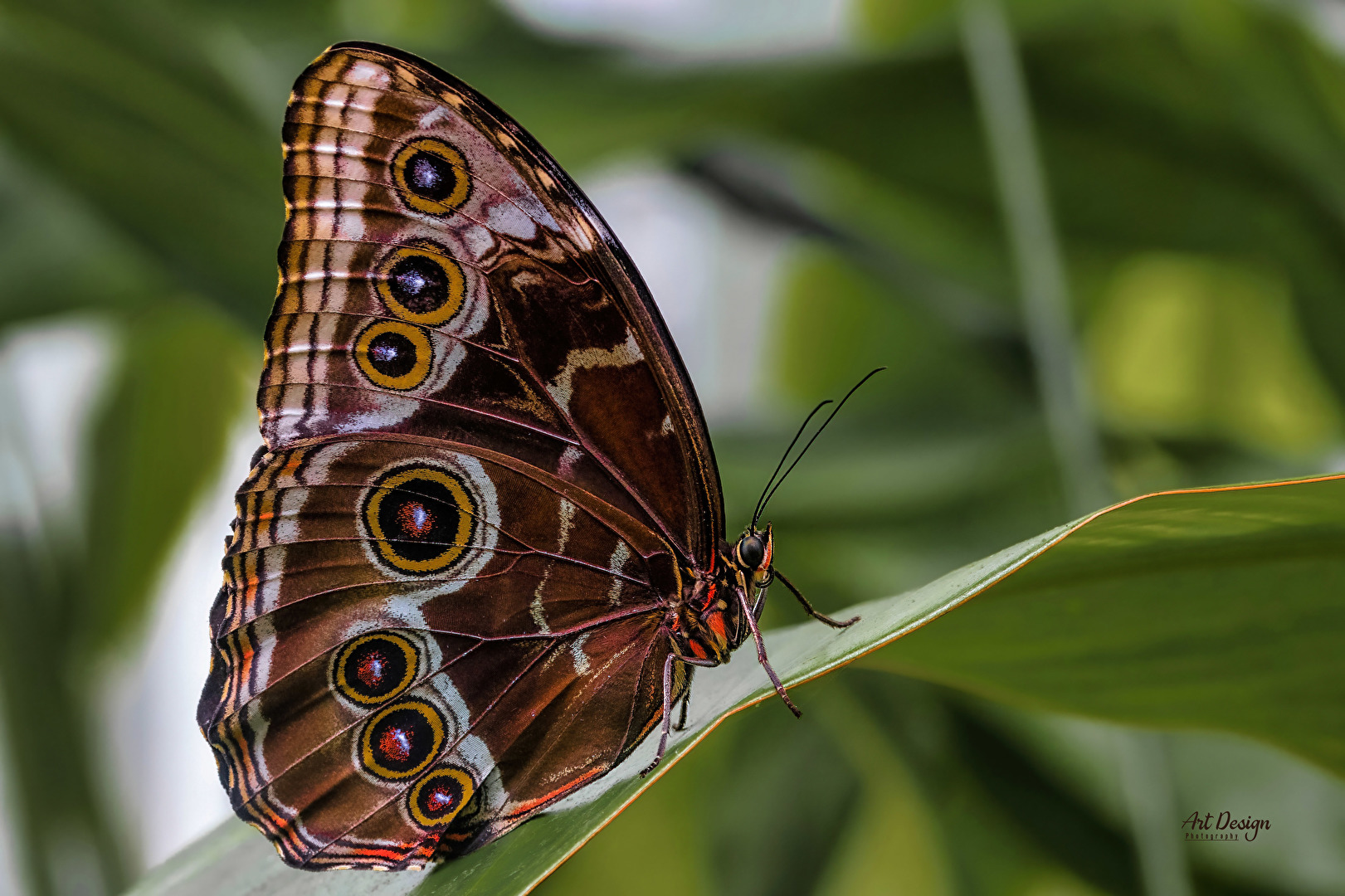 Blauer Morphofalter