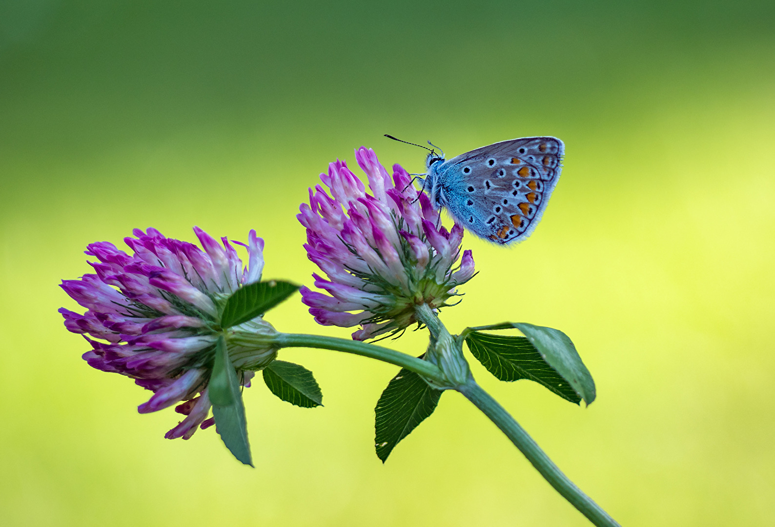 Hauhechelbläuling (Polyommatus icarus)