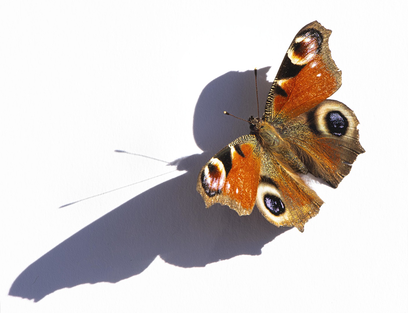 Winterschmetterling - heute Mittag fotografiert