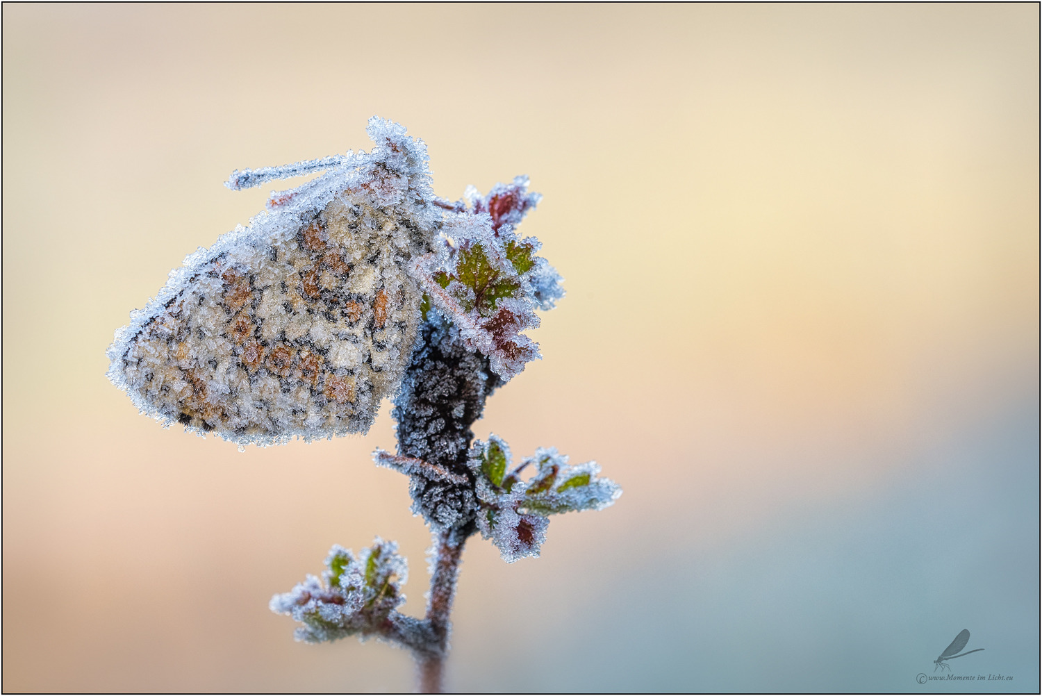 " Die Eisprinzessin"