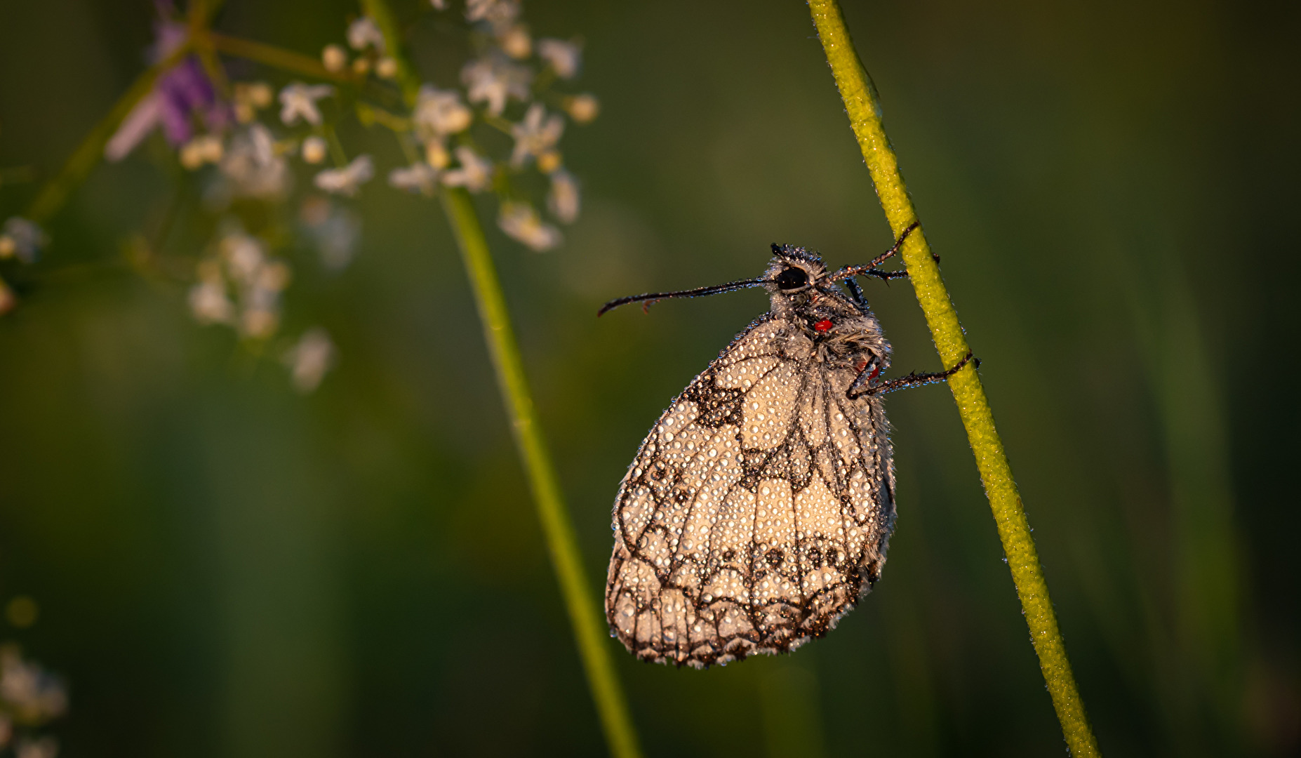 Schachbrettschmetterling