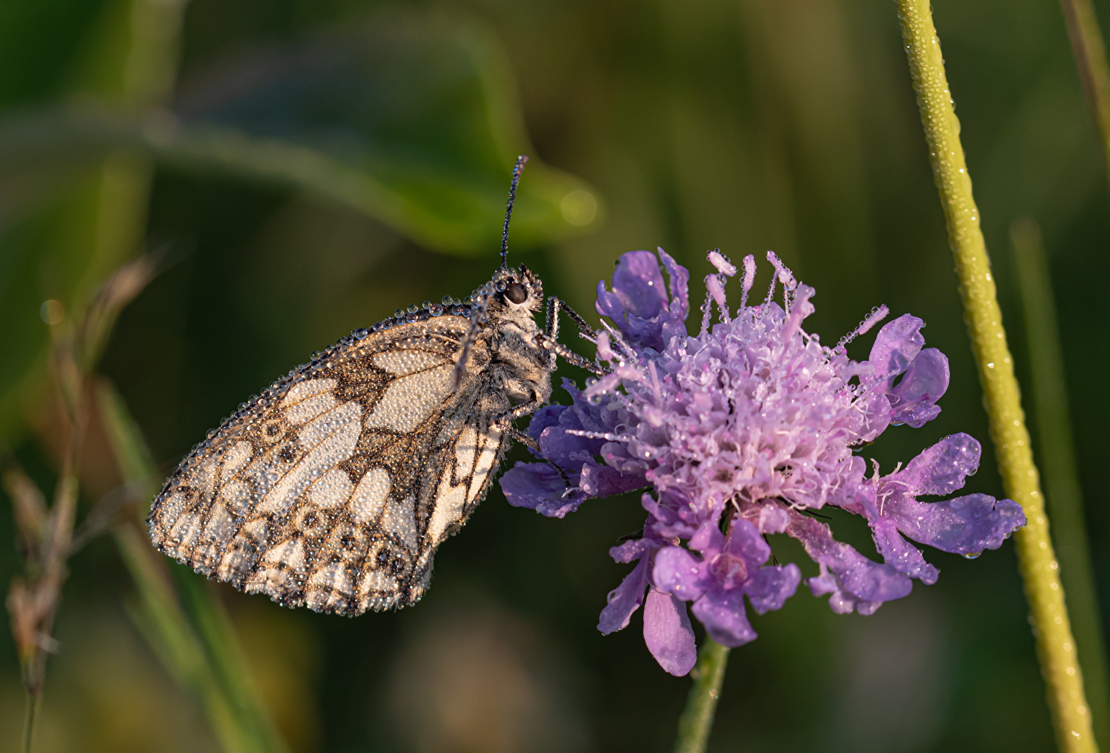 Schachbrettschmetterling