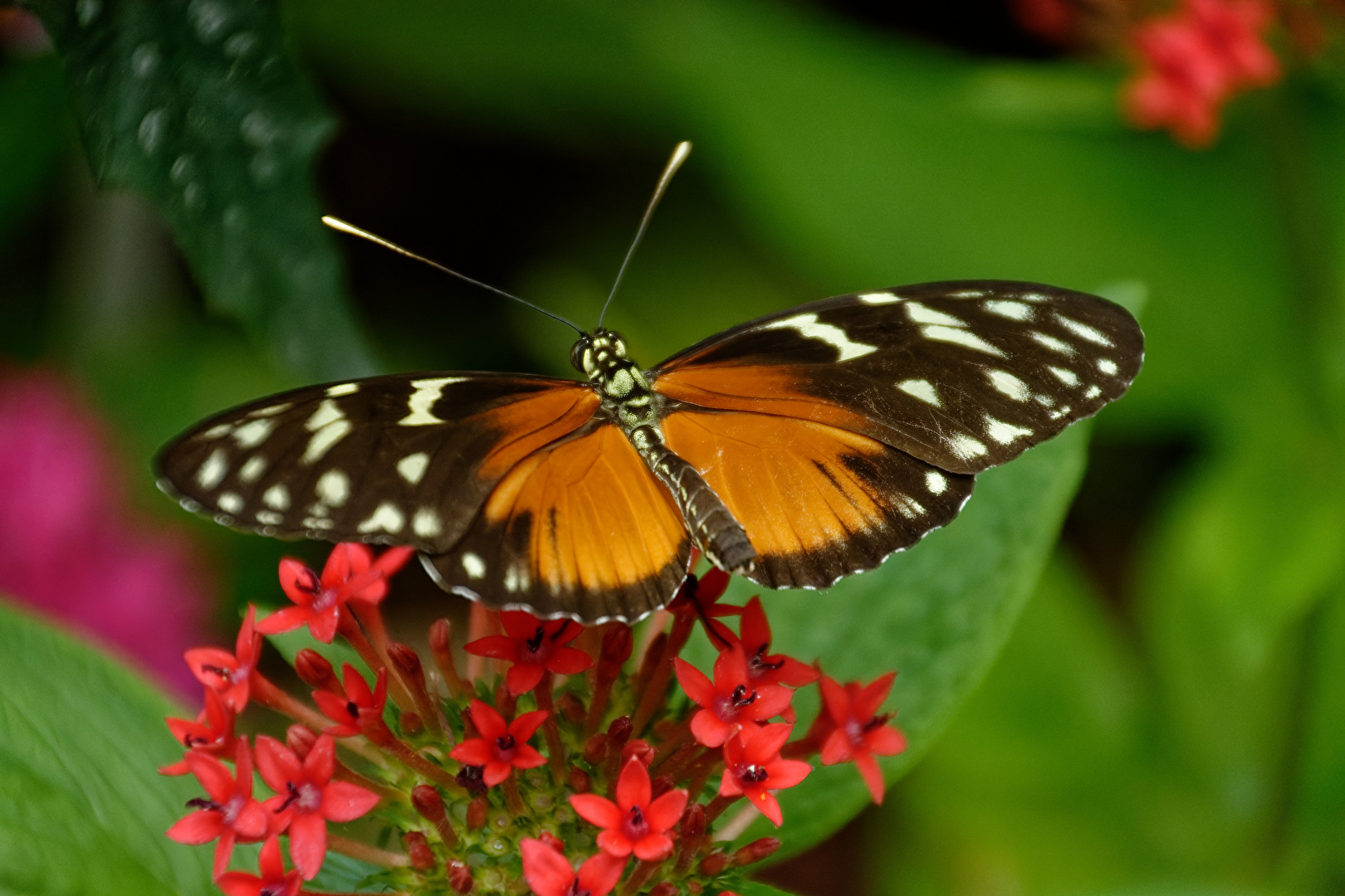 Schmetterling